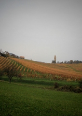 Jesen-med-vinogradi-Bizeljsko-2020-59