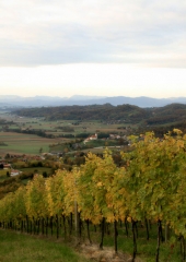 Jesen-med-vinogradi-Bizeljsko-2020-6