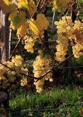 Jesen-med-vinogradi-Bizeljsko-2020-61