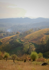 Jesen-med-vinogradi-Bizeljsko-2020-62