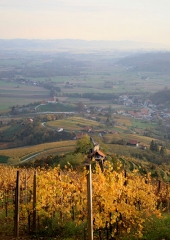 Jesen-med-vinogradi-Bizeljsko-2020-66