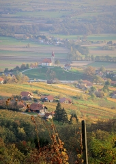 Jesen-med-vinogradi-Bizeljsko-2020-67