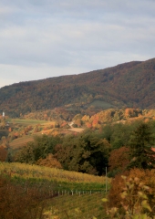 Jesen-med-vinogradi-Bizeljsko-2020-7