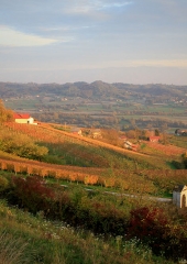 Jesen-med-vinogradi-Bizeljsko-2020-71