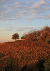 Jesen-med-vinogradi-Bizeljsko-2020-73