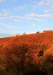 Jesen-med-vinogradi-Bizeljsko-2020-74