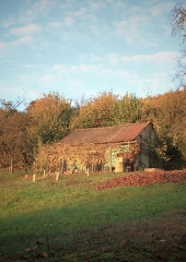 Jesen-med-vinogradi-Bizeljsko-2020-76