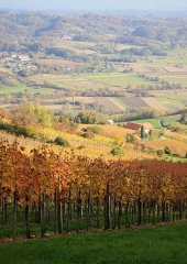 Jesen-med-vinogradi-Bizeljsko-2020-77