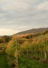 Jesen-med-vinogradi-Bizeljsko-2020-8