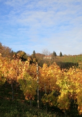 Jesen-med-vinogradi-Bizeljsko-2020-82