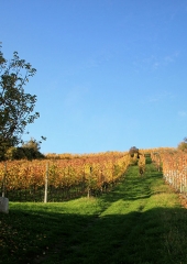 Jesen-med-vinogradi-Bizeljsko-2020-83