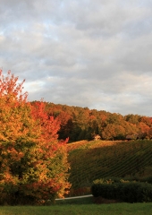 Jesen-med-vinogradi-Bizeljsko-2020-9