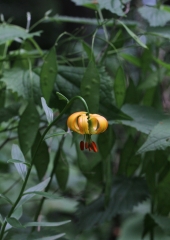 Kranjska lilija (Lilium carniolicum) (1)