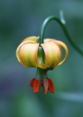 Kranjska lilija (Lilium carniolicum) (3)