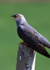 Kukavica (Cuculus canorus)