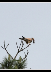 Navádna postôvka (Falco tinnunculus)