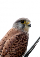 Navádna postôvka (Falco tinnunculus)
