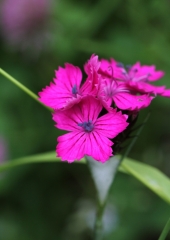 Navadni klinček (Dianthus carthusionorum) (2)