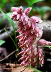 Navadni lusnec (Lathraea squamaria) (1)