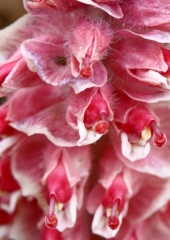 Navadni lusnec (Lathraea squamaria) (2)