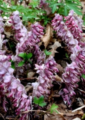 Navadni lusnec (Lathraea squamaria)