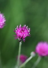 Panonski osat (Cirsium pannonicum) (1)