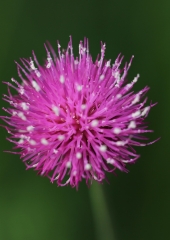 Panonski osat (Cirsium pannonicum) (3)