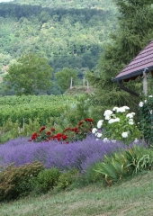 Pohod po Vidovi poti 2017 (58)