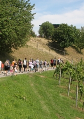 Pohod-po-Vidovi-poti-Bizeljsko-2026-21