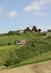 Pohod-po-Vidovi-poti-Bizeljsko-2024-17