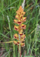 Pojalnik (Orobanche sp) (1)
