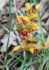 Pojalnik (Orobanche sp)