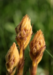 Pojalnik (Orobanche sp) (2)