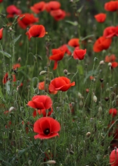 Poljski mak (Papaver rhoeas) (1)