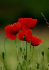 Poljski mak (Papaver rhoeas) (2)