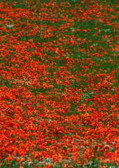 Poljski mak (Papaver rhoeas) (3)