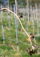 Pozeba-v-bizeljskih-vinogradih-2020-11