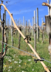Pozeba-v-bizeljskih-vinogradih-2020-15
