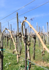 Pozeba-v-bizeljskih-vinogradih-2020-16