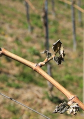 Pozeba-v-bizeljskih-vinogradih-2020-9