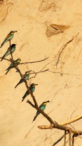 Ptič čebelar (Merops apiaster) (4)