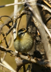 Rdečeglavi kraljiček (Regulus ignicapillus) (1)