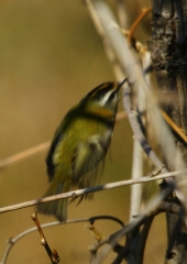 Rdečeglavi kraljiček (Regulus ignicapillus) (2)