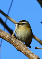 Rdečeglavi kraljiček (Regulus ignicapillus)