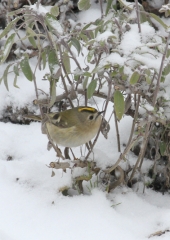 Rumenoglavi kraljiček (Regulus regulus)