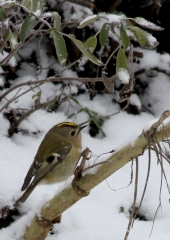 Rumenoglavi kraljiček (Regulus regulus) (2)