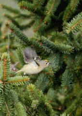 Rumenoglavi kraljiček (Regulus regulus) (3)