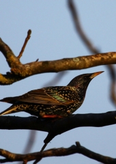 Škorec (Sturnus vulgaris) (1)