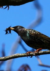 Škorec (Sturnus vulgaris)