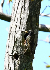 Škorec (Sturnus vulgaris) (3)